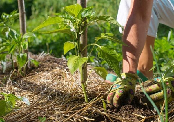 Que faire de ses déchets verts ? Du paillage ! – Smicval